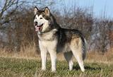 ALASKAN MALAMUTE 838